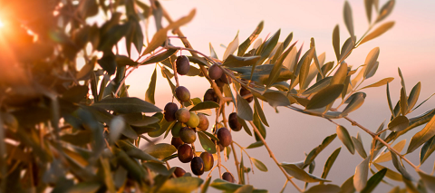 Azienda Olearia del Chianti トスカーナ　オリーブ　実　Kitchen Garden キッチンガーデン.png