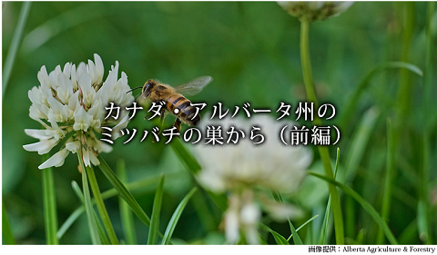 カナダ　アルバータ州　ミツバチ　蜂蜜　ハチミツ　Kitchen Garden キッチンガーデン.png