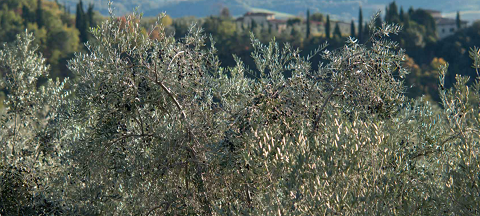 Azienda Olearia del Chianti 002.png