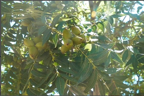 CHASE PECAN 収穫 001 Kitchen Garden キッチンガーデン.png
