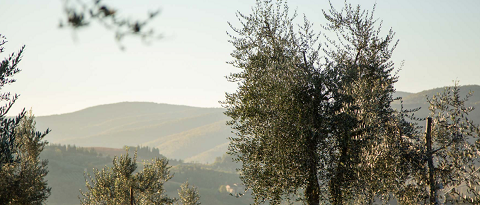 Azienda Olearia del Chianti トスカーナ オリーブオイル 風景.png