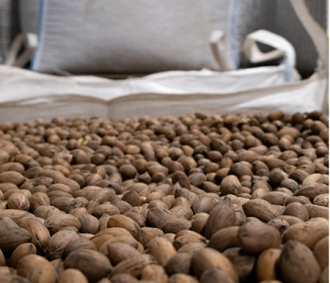 ピーカンナッツ　002　Kitchen Garden キッチンガーデン.png