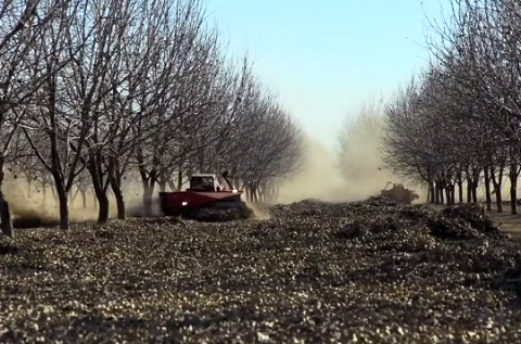 CHASE PECAN 収穫 005.png