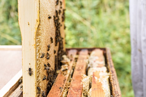 Wye Valley Meadery 巣箱.JPG