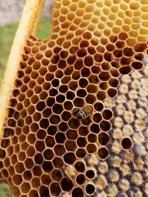 Wye Valley Meadery　蜂蜜の巣.jpg